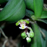 Gastrochilus flabelliformis (Blatt. & McCann) C.J.Saldanha